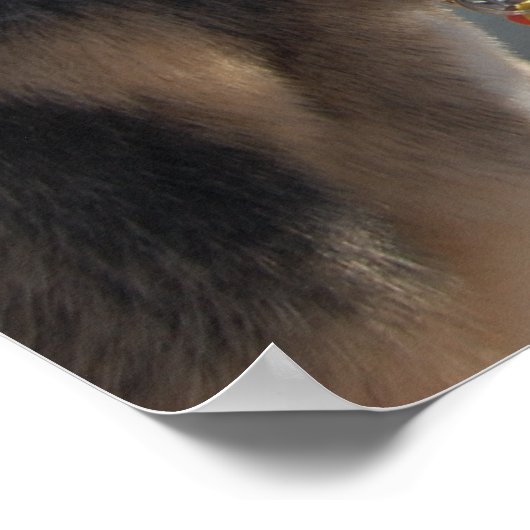 Deutscher Hirte/Bewundern der Aussicht Poster (Ecke)