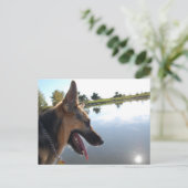 Deutscher Hirte/Bewundern der Aussicht Postkarte (Stehend Vorderseite)