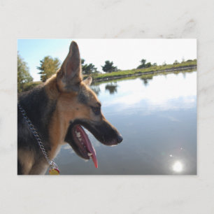 Deutscher Hirte/Bewundern der Aussicht Postkarte