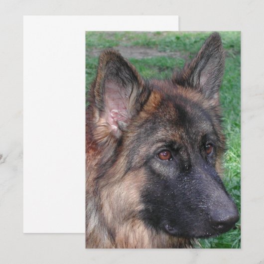 deutscher Hirte Dankeskarte (Vorne/Hinten)