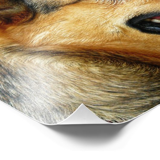 deutscher Hirte Fotodruck (Ecke)