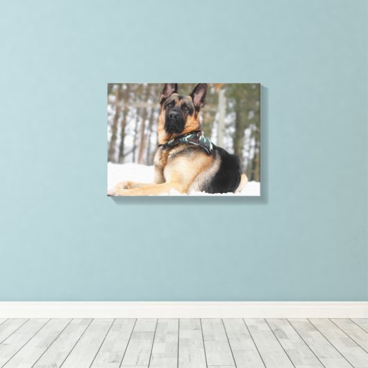 Deutscher Hirte im Schnee Leinwanddruck (Insitu (Holzboden))