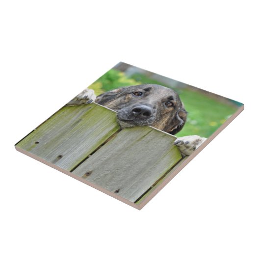 Deutscher Hirte mit Blick auf Zaun Fliese (Seite)