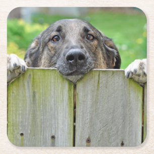 Deutscher Hirte mit Blick auf Zaun Rechteckiger Pappuntersetzer