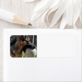 Deutscher Hirte mit Spielzeug (Insitu)