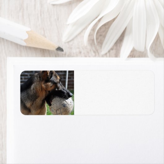 Deutscher Hirte mit Spielzeug (Insitu)