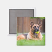 Deutscher Hirte mit Tennisball Magnet (Vorderseite/Rückseite)