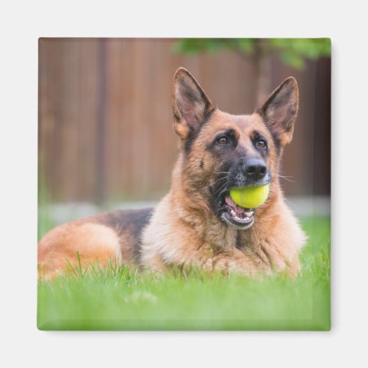 Deutscher Hirte mit Tennisball Magnet (Vorne)