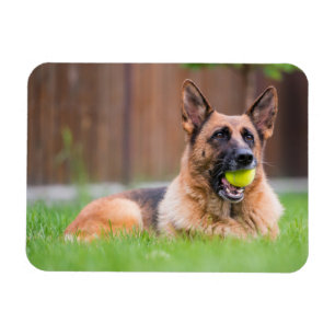 Deutscher Hirte mit Tennisball Magnet