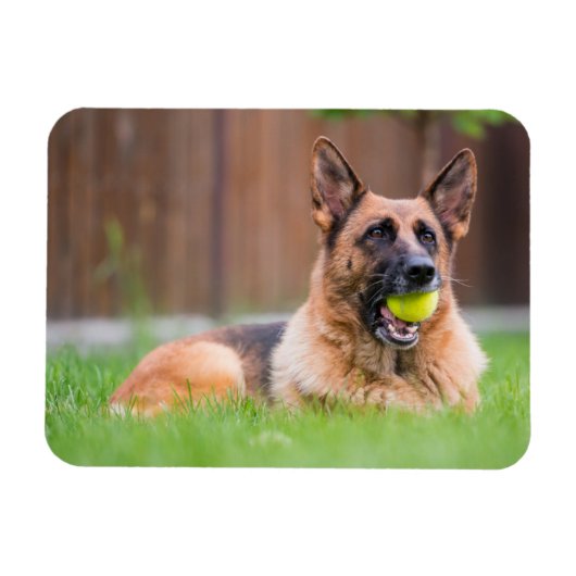 Deutscher Hirte mit Tennisball Magnet (Horizontal)