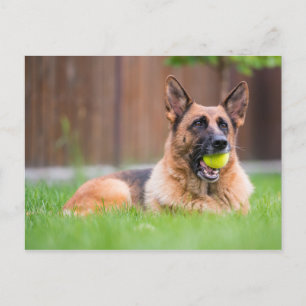Deutscher Hirte mit Tennisball Postkarte