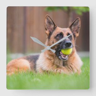 Deutscher Hirte mit Tennisball Quadratische Wanduhr