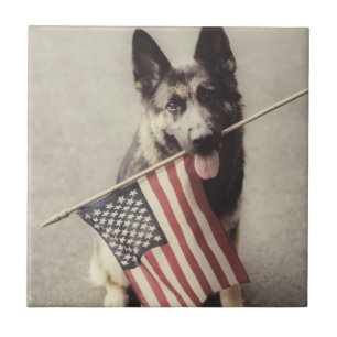 Deutscher Hirte mit US-Flagge Fliese