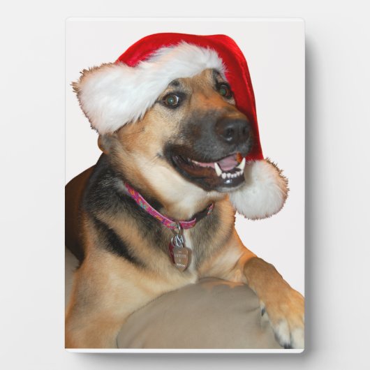 Deutscher Hirte mit Weihnachtsmannmütze Fotoplatte (Vorderseite)