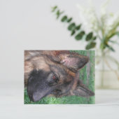 deutscher Hirte Postkarte (Stehend Vorderseite)