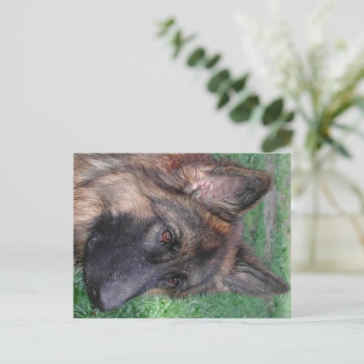 deutscher Hirte Postkarte (Stehend Vorderseite)