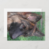 deutscher Hirte Postkarte (Vorne/Hinten)