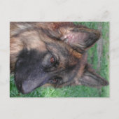 deutscher Hirte Postkarte (Vorderseite)