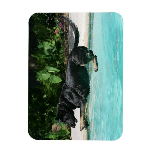 Deutscher Hirte springt in Wasser Magnet (Vertikal)