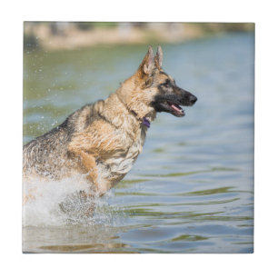 Deutscher Hirte springt ins Wasser Fliese