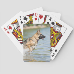 Deutscher Hirte springt ins Wasser Spielkarten
