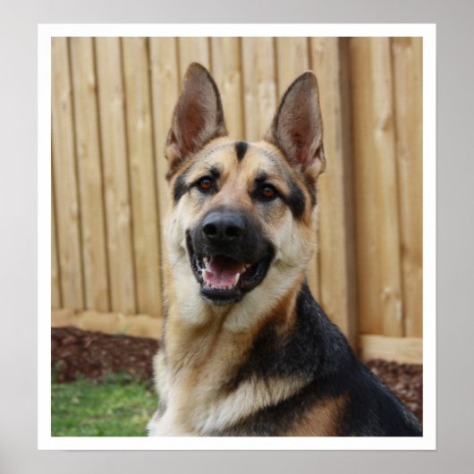 Deutscher Hirtenalarm Poster (Vorne)