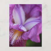 Deutscher Iris Postkarte (Vorderseite)