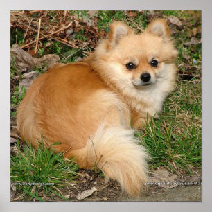 Deutscher Kleinspitz Hund Poster