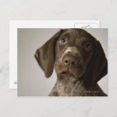 Deutscher Kurz-Haarbärlöffel Postkarte (Vorne/Hinten)