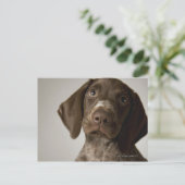 Deutscher Kurz-Haarbärlöffel Postkarte (Stehend Vorderseite)