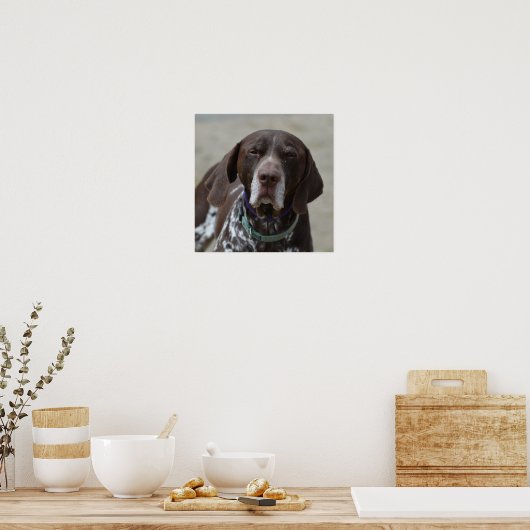 Deutscher Kurzgeber Pointer Dog Poster (Küche)