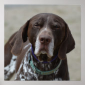 Deutscher Kurzgeber Pointer Dog Poster (Vorne)