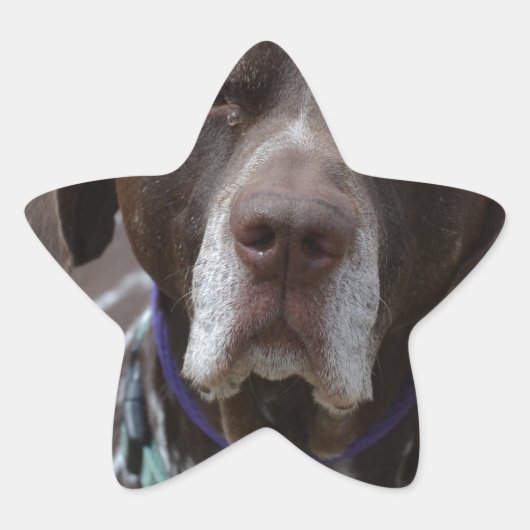 Deutscher Kurzgeber Pointer Dog Stern-Aufkleber (Vorderseite)