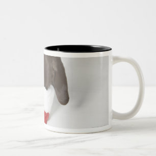 Deutscher kurzhaariger Zeiger, der herein Schnauze Zweifarbige Tasse