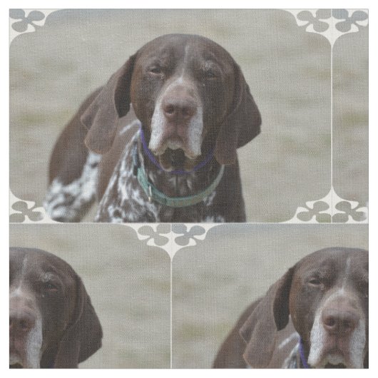 Deutscher kurzhaariger Zeiger-Hund Stoff (Nahaufnahme)