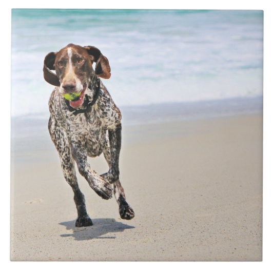 Deutscher kurzhaariger Zeiger - Luke - Riley Fliese (Vorderseite)