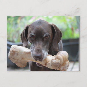 Deutscher Kurzhaarzeiger mit Knochen Postkarte