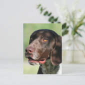 Deutscher Kurzzeiger Postkarte (Stehend Vorderseite)