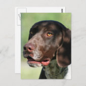 Deutscher Kurzzeiger Postkarte (Vorne/Hinten)