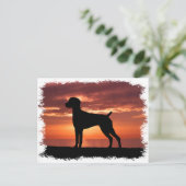 Deutscher Kurzzeiger Postkarte (Stehend Vorderseite)