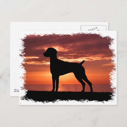 Deutscher Kurzzeiger Postkarte (Vorne/Hinten)