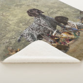 Deutscher Kurzzeiger Sherpadecke (3/4)