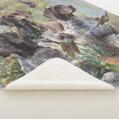 Deutscher Kurzzeiger Sherpadecke (3/4)