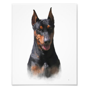 Deutscher Pinscher Fotodruck