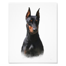 Deutscher Pinscher