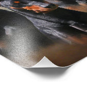 Deutscher Pinscher Fotodruck (Ecke)