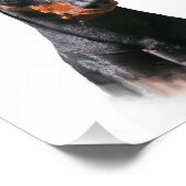 Deutscher Pinscher Fotodruck (Ecke)