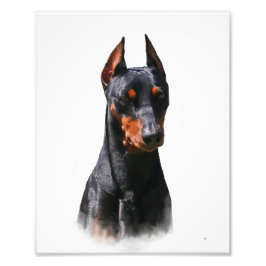 Deutscher Pinscher Fotodruck