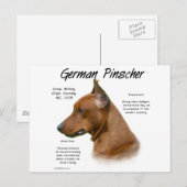 Deutscher Pinscher Geschichtsentwurf Postkarte (Vorne/Hinten)