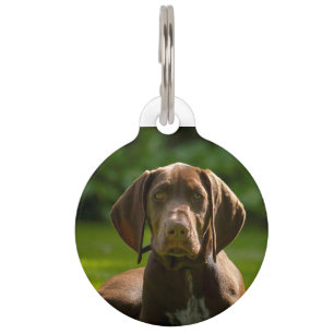 Deutscher Pointer Hund. Haustiermarke